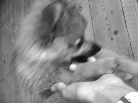 Pomeranian Loui billede 5