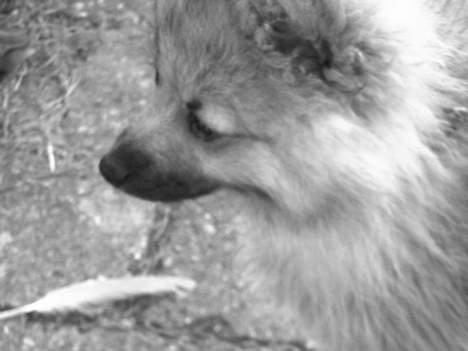 Pomeranian Loui billede 6