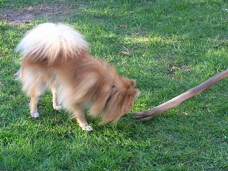 Pomeranian Loui - Mor og Loui i den Gamleby.. billede 7