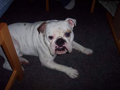 Engelsk bulldog Victor billede 5