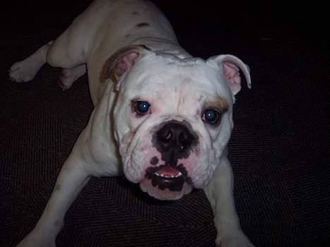 Engelsk bulldog Victor billede 6