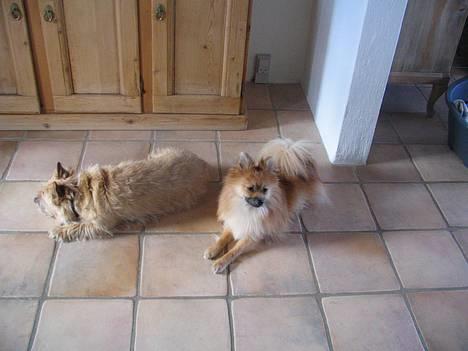 Pomeranian Loui billede 8