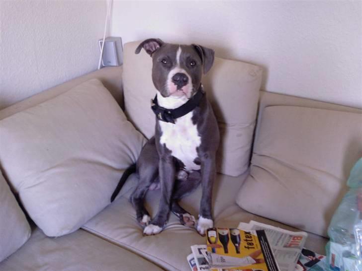 Amerikansk staffordshire terrier Tyson R.I.P billede 5