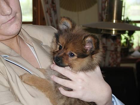 Pomeranian trold - her er jeg ca. 7 uger billede 17