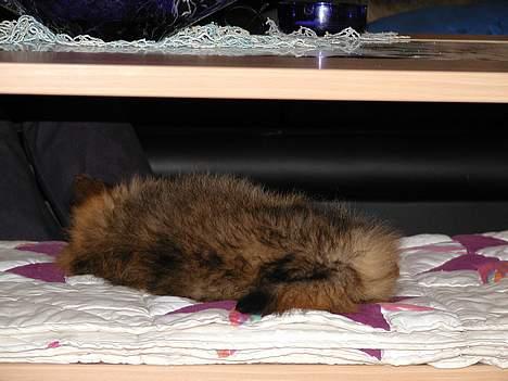 Pomeranian trold - ZZZzzzz billede 18