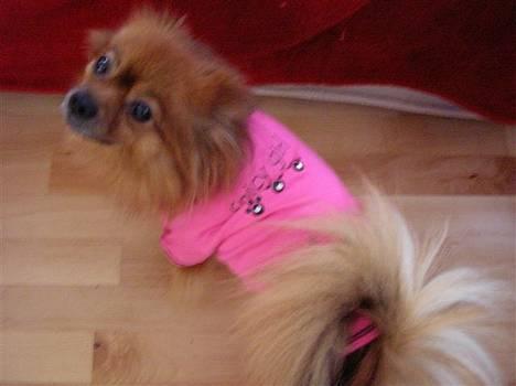 Pomeranian trold - her med min nye trøje billede 19