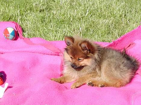 Pomeranian trold - vores legetæppe billede 20