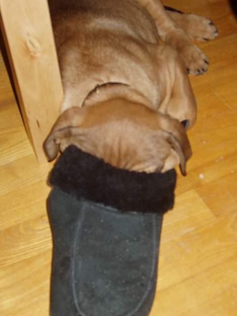 Blanding af racer Bazil - 10 uger - Han sover med hovedet i en sutsko! Ilt - hvad er det? billede 7