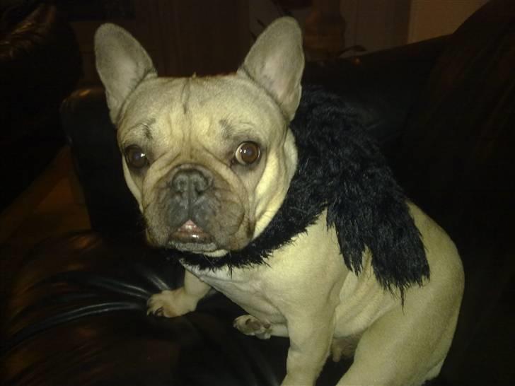 Fransk bulldog Lancomés   Trunte R.I.P - Trunte er forlølet og har fåer mor´s klæde om halsen :o) billede 5