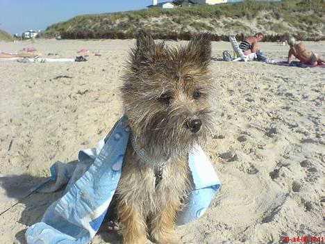 Cairn terrier Oscar billede 1