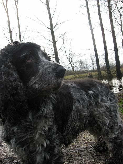 Cocker spaniel Antali' Ronja :b - gåtur (: billede 4