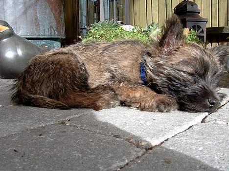 Cairn terrier Oscar billede 6