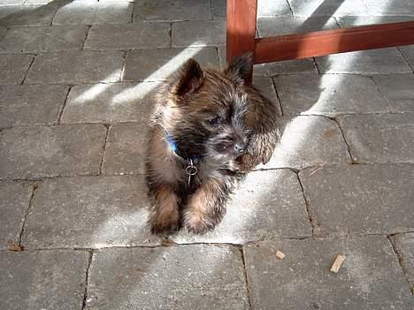 Cairn terrier Oscar billede 7