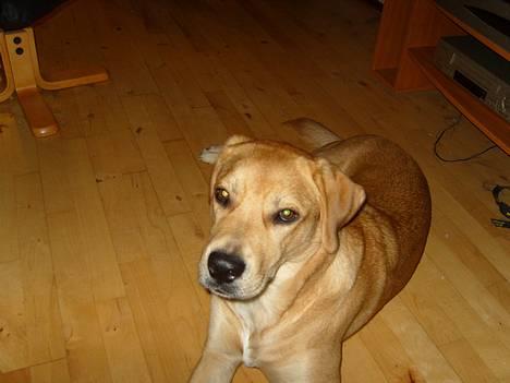 Blanding af racer Molly billede 1