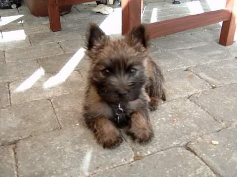 Cairn terrier Oscar billede 8