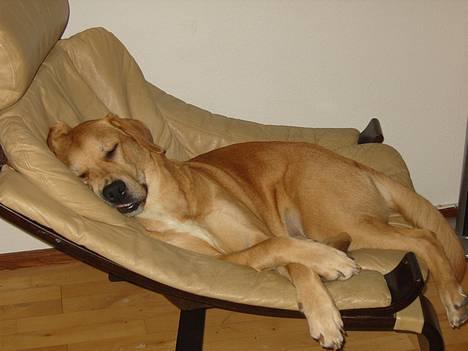 Blanding af racer Molly - nøj hvor er det hårdt.. billede 3