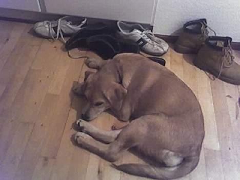 Blanding af racer Molly - tager lige en lur... billede 4