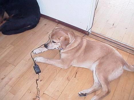 Blanding af racer Molly - gider ikke flere billeder billede 5