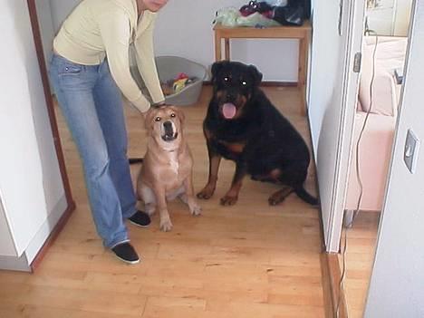 Blanding af racer Molly - vil så gerne hen til far... billede 6