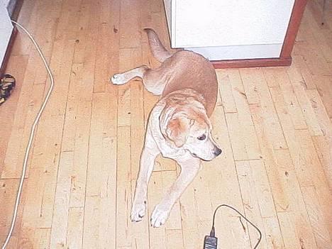 Blanding af racer Molly - slut med alle de billeder billede 7