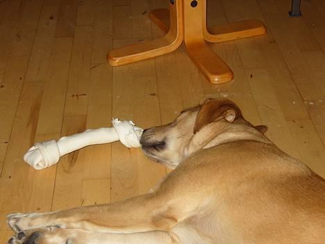 Blanding af racer Molly billede 8