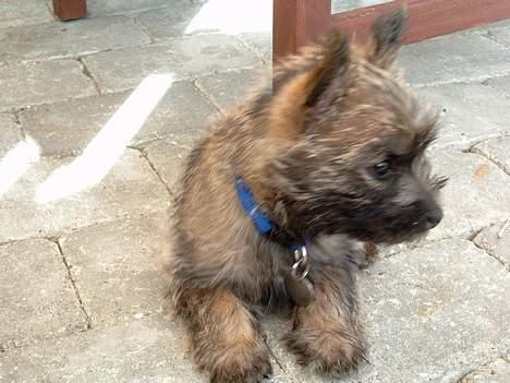 Cairn terrier Oscar billede 9