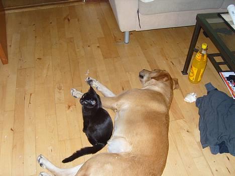 Blanding af racer Molly - l billede 9