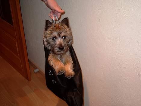 Cairn terrier Oscar billede 10