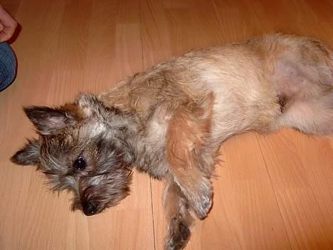 Cairn terrier Oscar billede 11