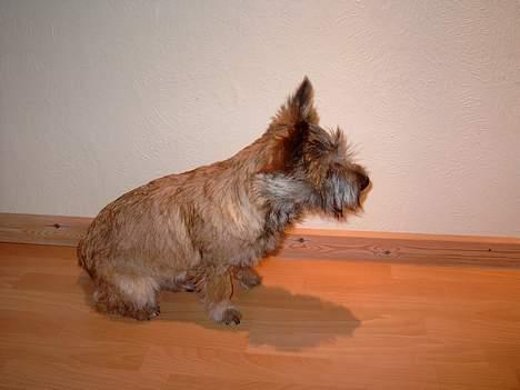 Cairn terrier Oscar billede 12