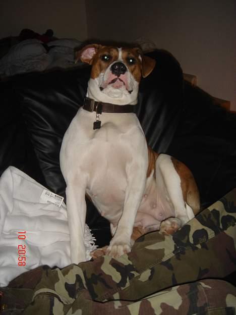 Blanding af racer Freja billede 9