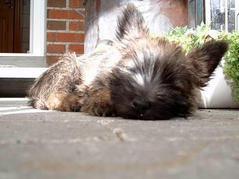 Cairn terrier Oscar billede 13