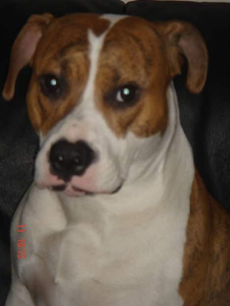 Blanding af racer Freja billede 10