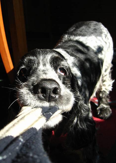 Cocker spaniel Antali' Ronja :b - lige blevet klippet d: billede 5