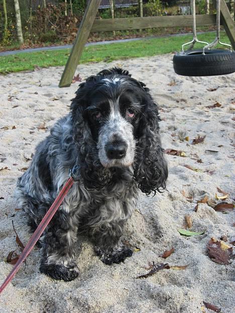 Cocker spaniel Antali' Ronja :b - på gåtur (: billede 6