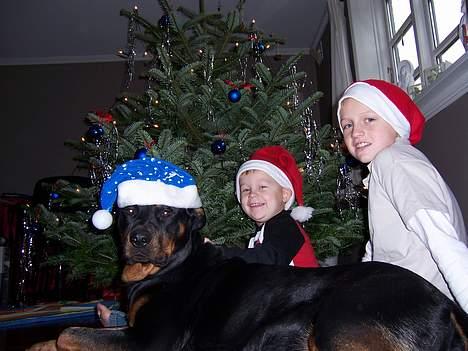 Rottweiler BELLA billede 9