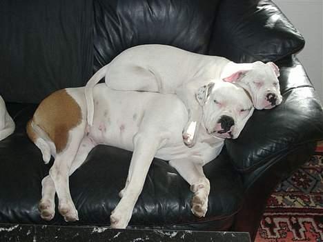 Amerikansk bulldog Østergårds Druzilla R.I.P - druzilla der ligger oven på sin mor ........ ,, billede 11