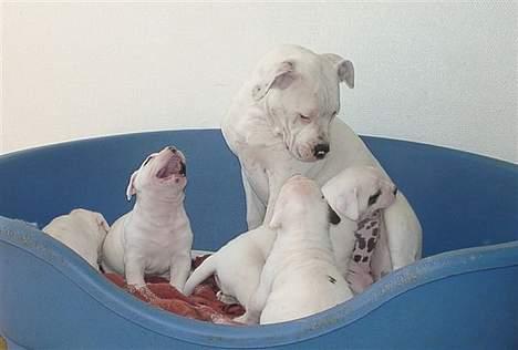 Amerikansk bulldog Østergårds Druzilla R.I.P - druzilla med hvalpe ( det er ikke hendes egne *ss* ) billede 12