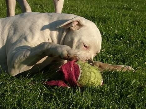 Amerikansk bulldog Østergårds Druzilla R.I.P - flænset tennisbold , hehe .. :) billede 13