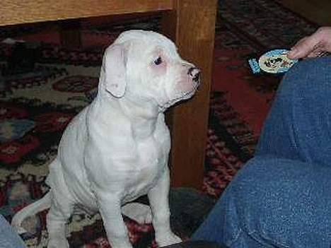 Amerikansk bulldog Østergårds Druzilla R.I.P billede 14