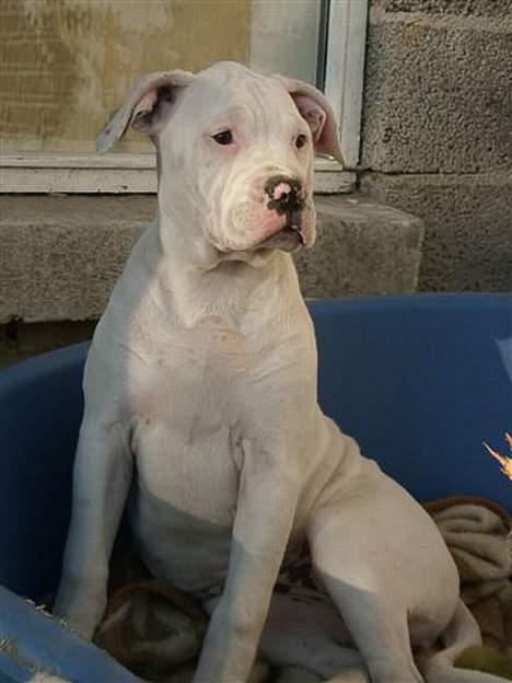 Amerikansk bulldog Østergårds Druzilla R.I.P billede 15