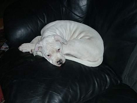 Amerikansk bulldog Østergårds Druzilla R.I.P billede 16