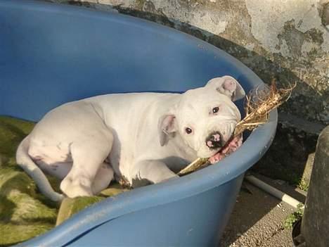 Amerikansk bulldog Østergårds Druzilla R.I.P billede 17