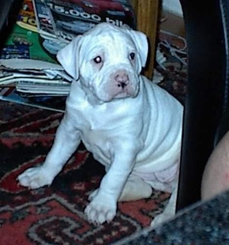 Amerikansk bulldog Østergårds Druzilla R.I.P billede 18