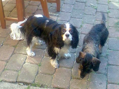 Cavalier king charles spaniel Disney - min bedste ven Nelson og mig.. billede 11