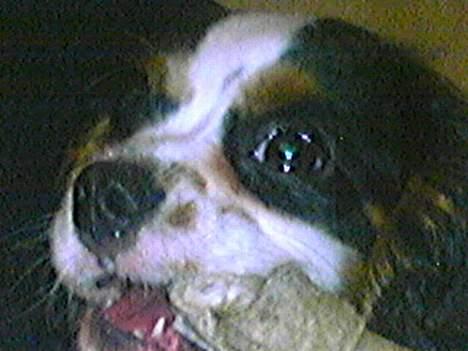 Cavalier king charles spaniel Disney billede 12