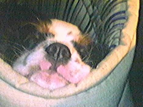 Cavalier king charles spaniel Disney billede 13