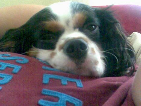 Cavalier king charles spaniel Disney - dejligt man kan ligge her hos mor.. billede 14