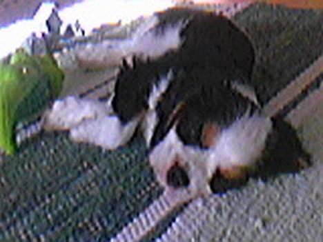 Cavalier king charles spaniel Disney billede 15