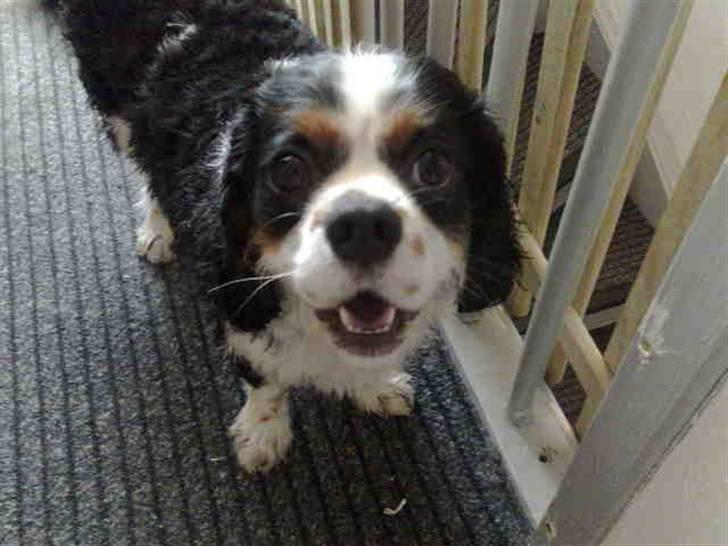 Cavalier king charles spaniel Disney billede 16